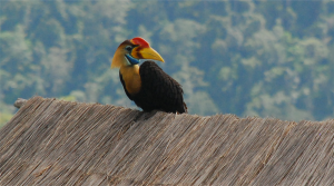 Rangkong Sulawesi (Rhyticeros cassidix)